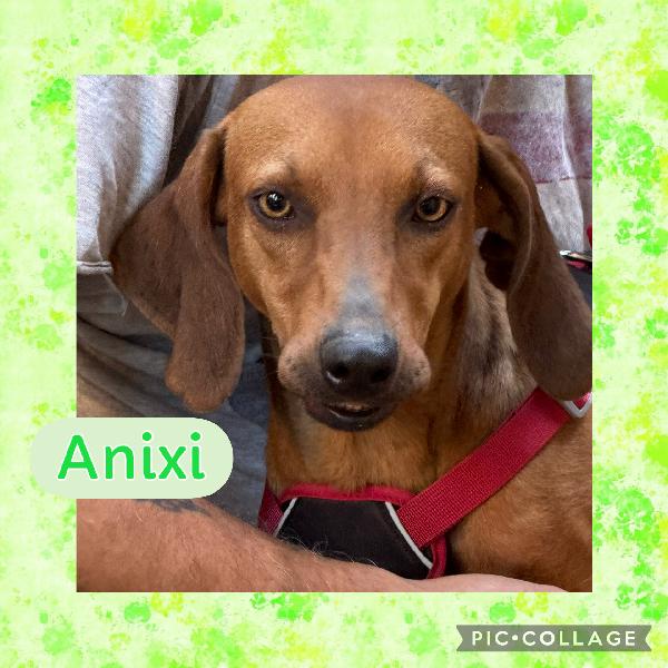 🌼🐾 Anixi 🐾🌼 Splendida Simil Segugina In Adozione 