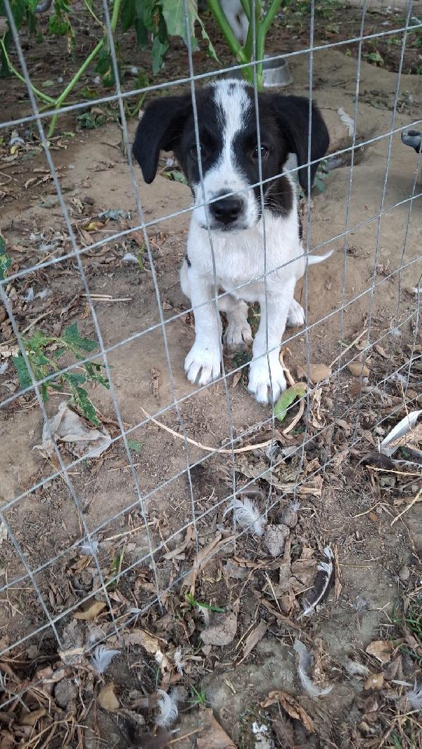 Jerry Il Cucciolo Più Buono Del Mondo 