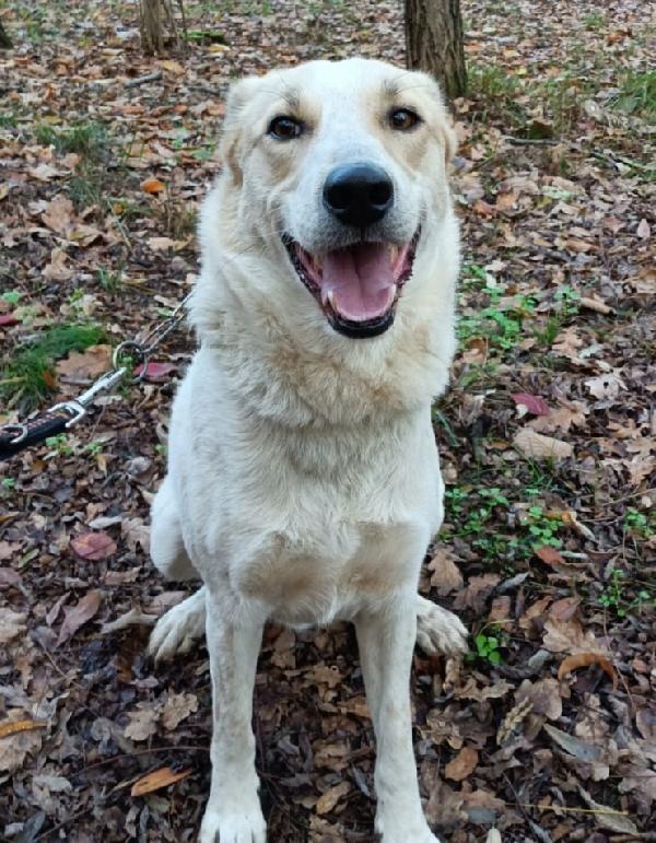 Bob ❤️ cerca casa  Foto 4