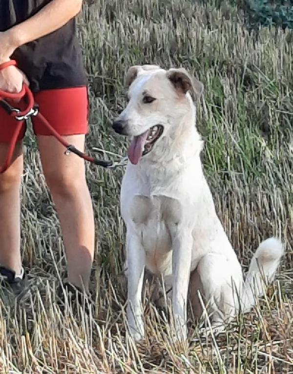 Bob ❤️ cerca casa  Foto 5