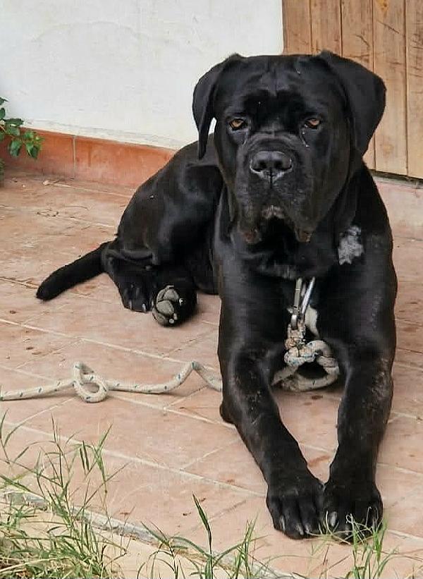 Capitano 7 Anni Cane Corso