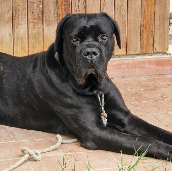 Capitano 7 anni cane corso Foto 2