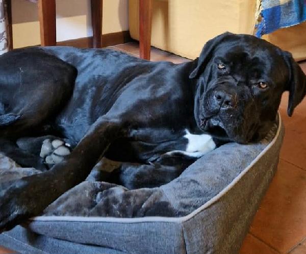 Capitano 7 anni cane corso Foto 3