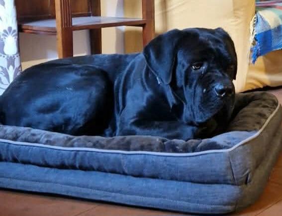 Capitano 7 anni cane corso Foto 4