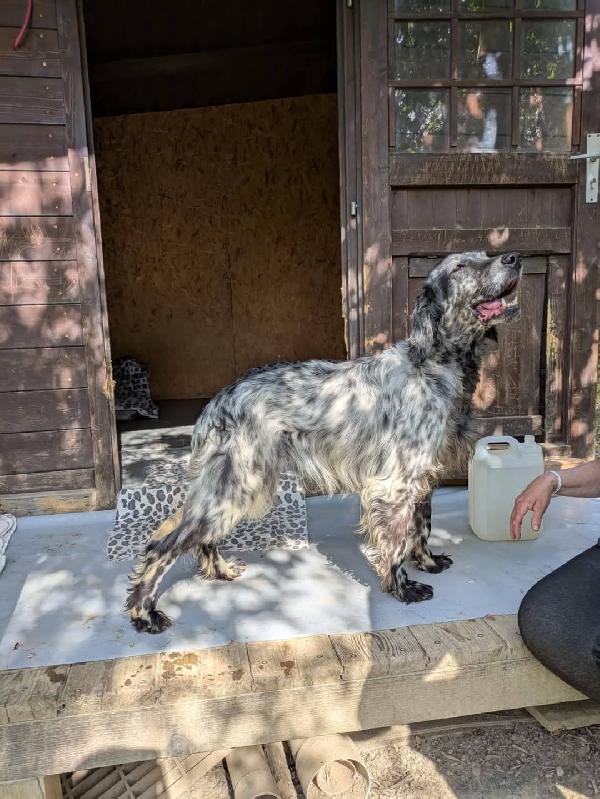 Setter 4Anni Rischiava Di Fare Una Brutta Fine..toscana