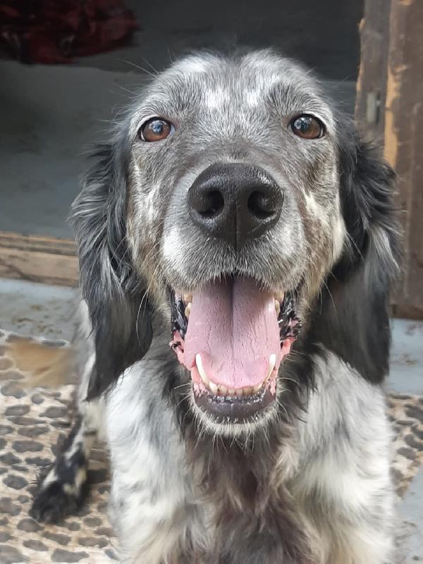 Setter 4anni rischiava di fare una brutta fine..TOSCANA Foto 2