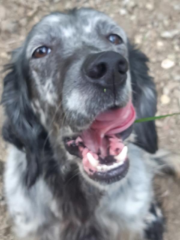 Setter 4anni rischiava di fare una brutta fine..TOSCANA Foto 3