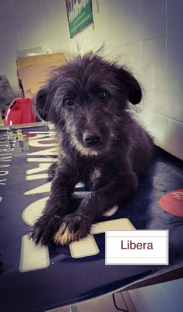 Libera, Bellissima Cucciola Barbutella