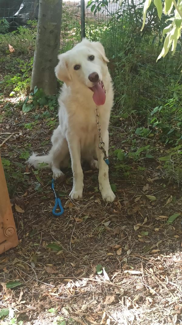 💙 Yoghy, cucciolone in cerca di riscatto 💙 Foto 2
