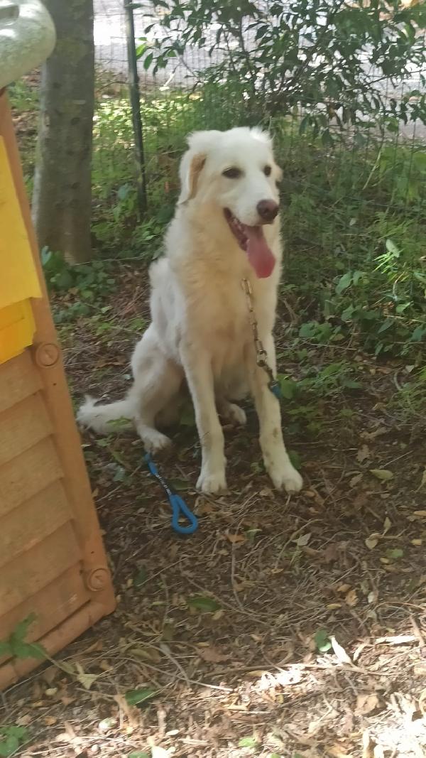 💙 Yoghy, cucciolone in cerca di riscatto 💙 Foto 3