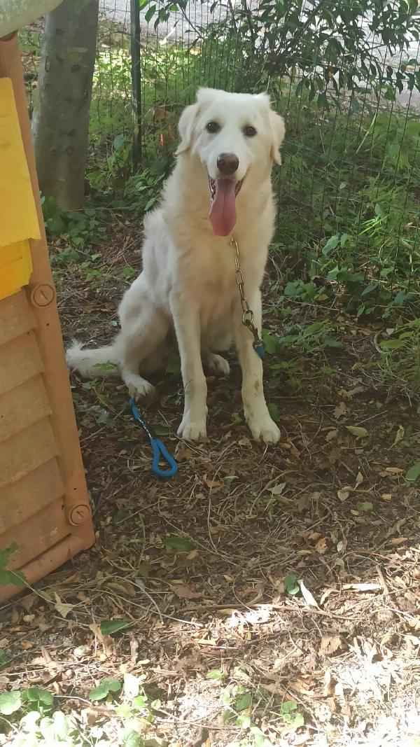 💙 Yoghy, cucciolone in cerca di riscatto 💙 Foto 4