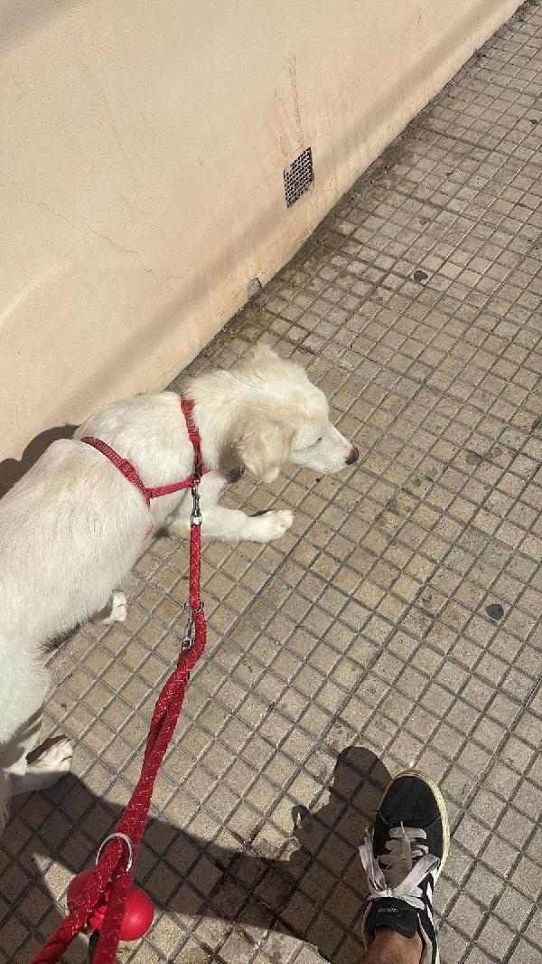 💙 Yoghy, cucciolone in cerca di riscatto 💙 Foto 7