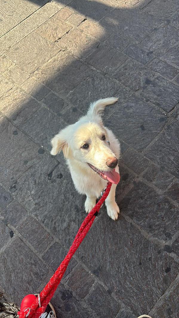 💙 Yoghy, cucciolone in cerca di riscatto 💙 Foto 9