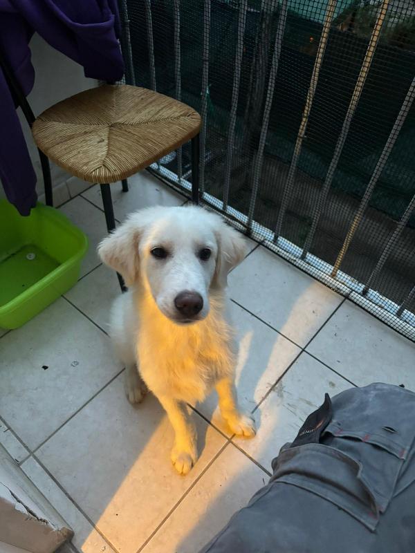 💙 Yoghy, cucciolone in cerca di riscatto 💙 Foto 10