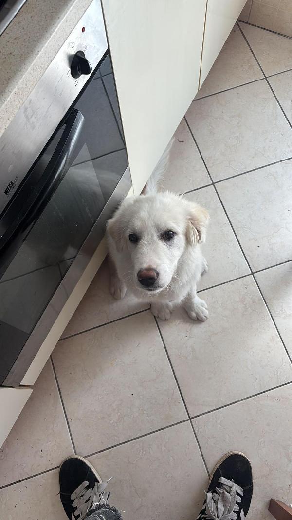 💙 Yoghy, cucciolone in cerca di riscatto 💙 Foto 11