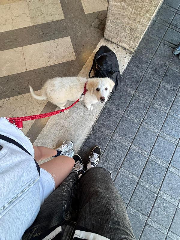 💙 Yoghy, cucciolone in cerca di riscatto 💙 Foto 12