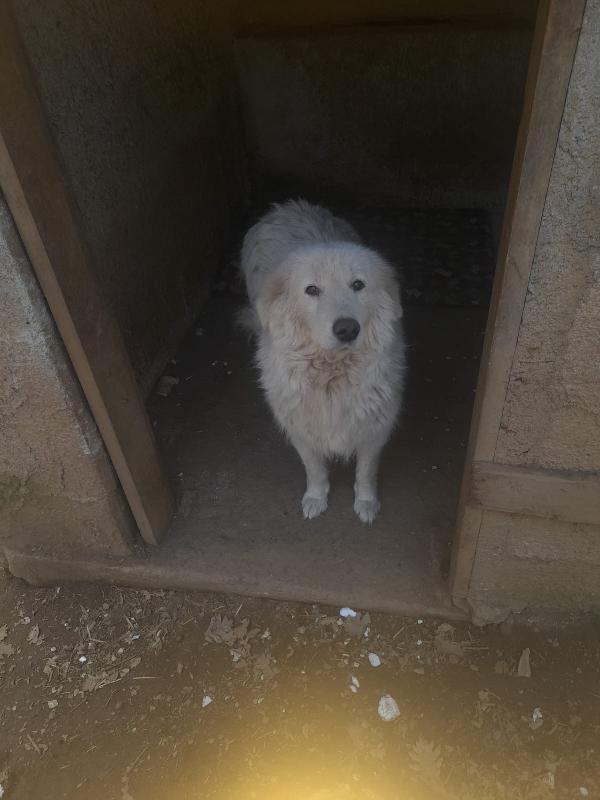 🚨 URGENTE: Mary cerca casa o stallo 🚨 Foto 2