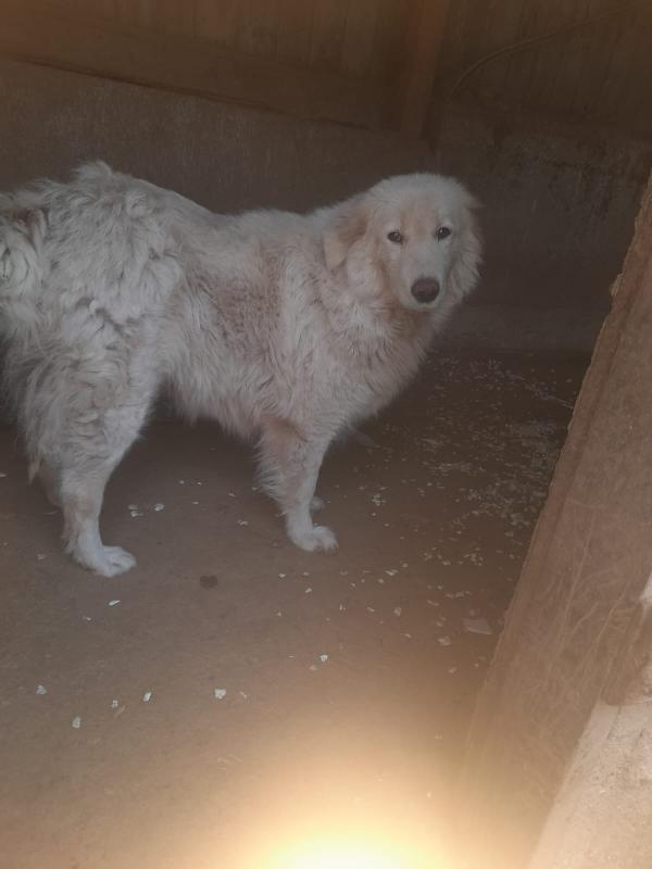 🚨 URGENTE: Mary cerca casa o stallo 🚨 Foto 4