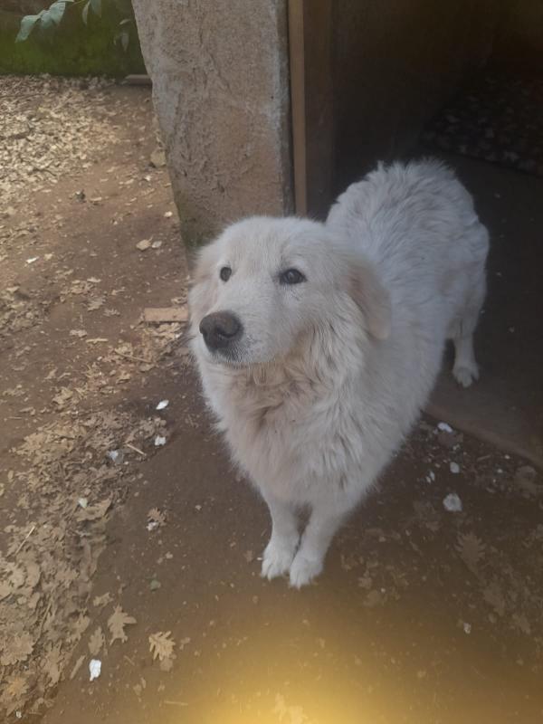 🚨 URGENTE: Mary cerca casa o stallo 🚨 Foto 5