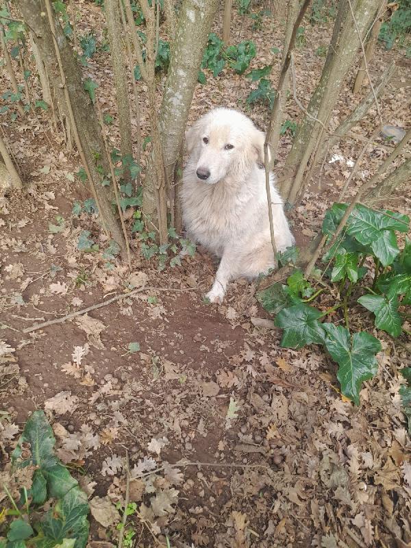 🚨 URGENTE: Mary cerca casa o stallo 🚨 Foto 6