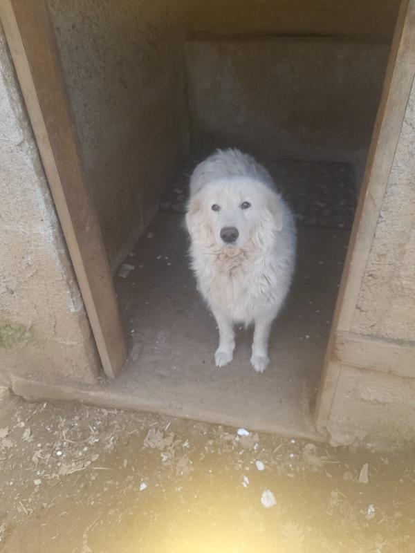 🚨 URGENTE: Mary cerca casa o stallo 🚨 Foto 7