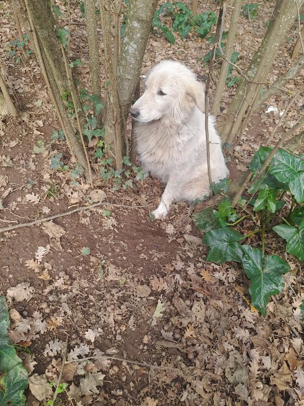 🚨 URGENTE: Mary cerca casa o stallo 🚨 Foto 8