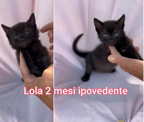 Miciottini Splendidi 