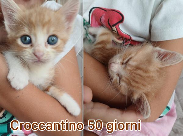 Miciottini splendidi  Foto 3