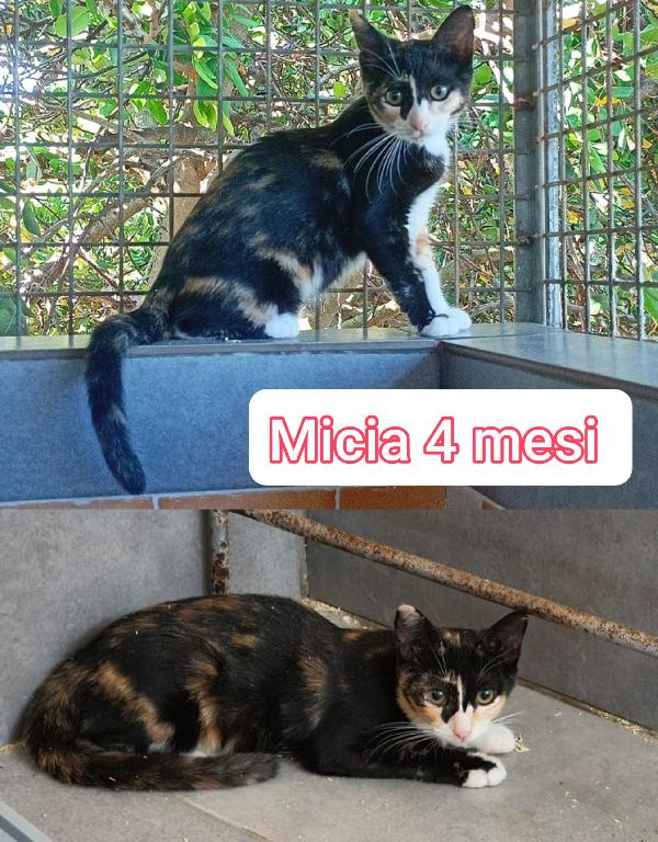 Miciottini splendidi  Foto 4