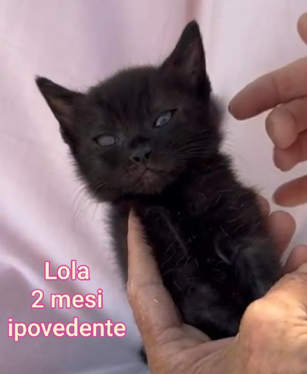 MICINI ESCLUSI E SOLI Foto 2