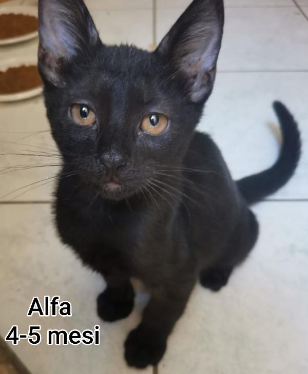 MICINI ESCLUSI E SOLI Foto 3