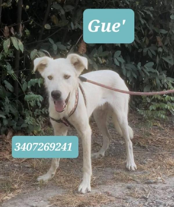 Guè..piccolo Cucciolo 