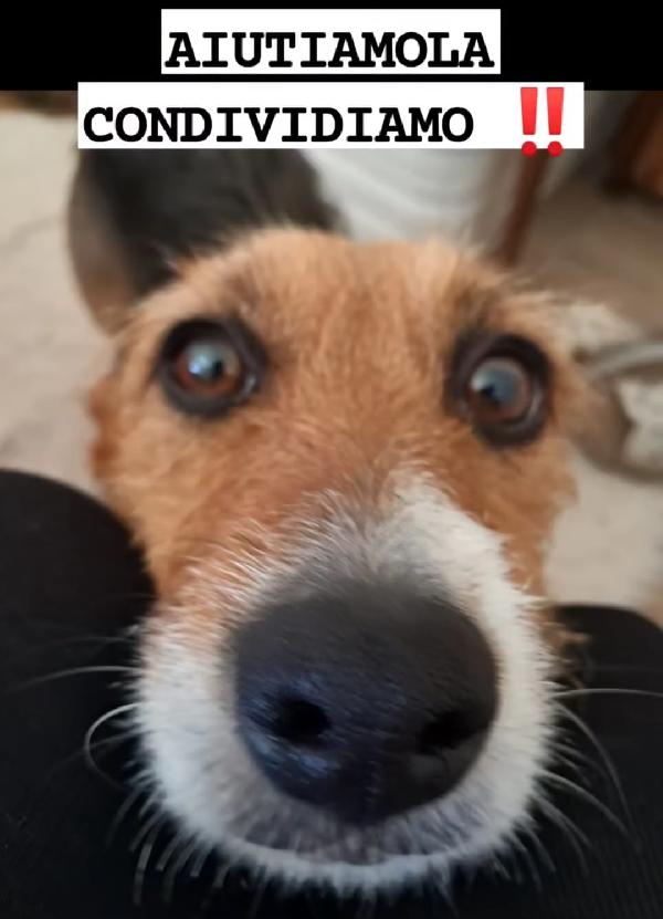 11 mesi, taglia piccola Foto 3