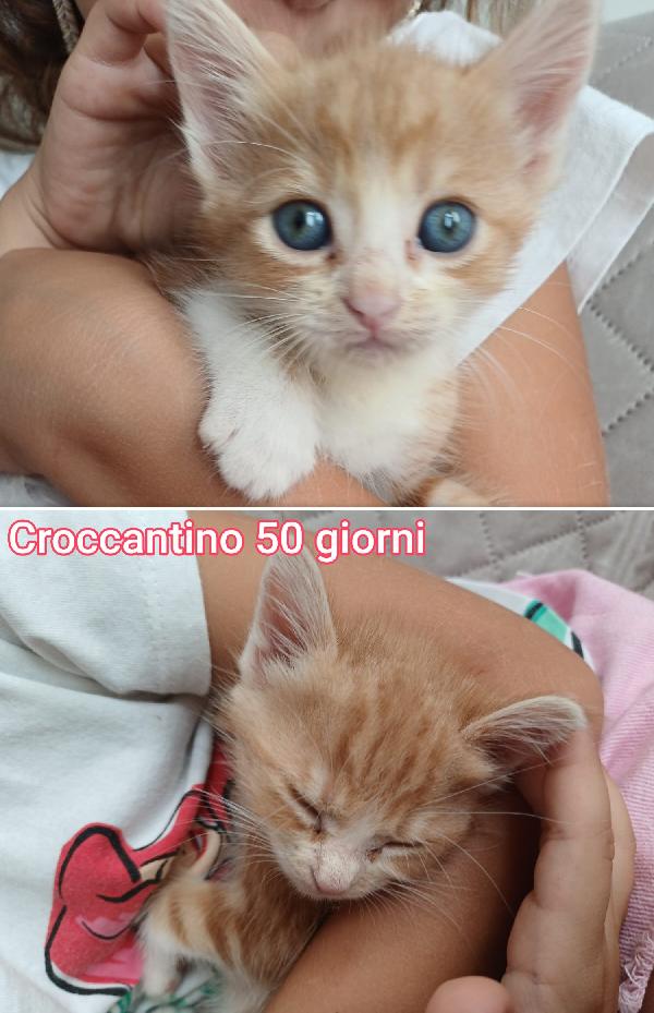 MICETTI, S.O.S. ADOZIONI Foto 2