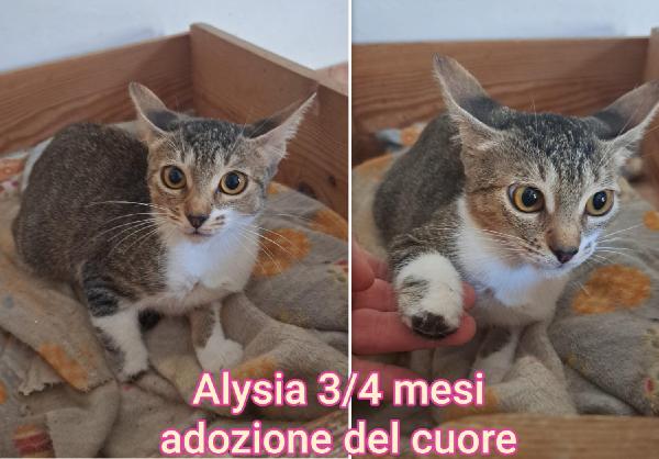 MICETTI, S.O.S. ADOZIONI Foto 3