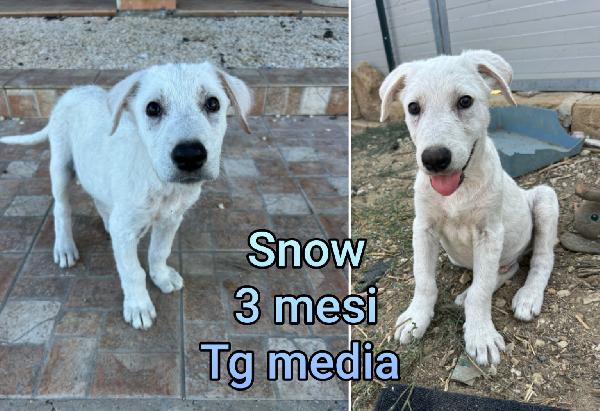 Cercasi Adozioni Per Questi Cuccioli 