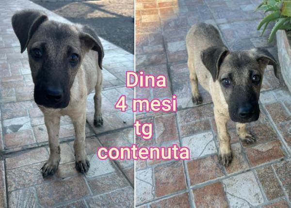 Cercasi adozioni per questi cuccioli  Foto 6