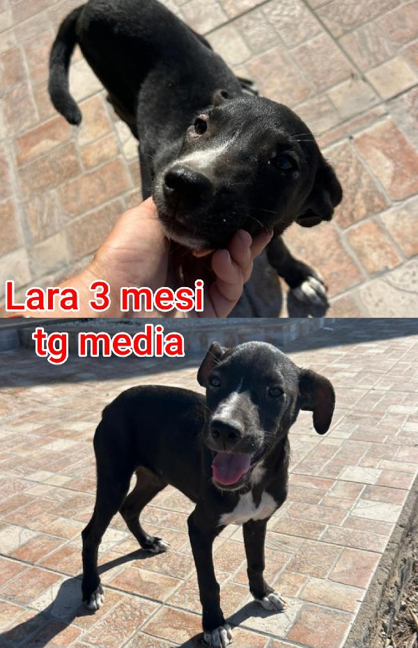 Cercasi adozioni per questi cuccioli  Foto 7