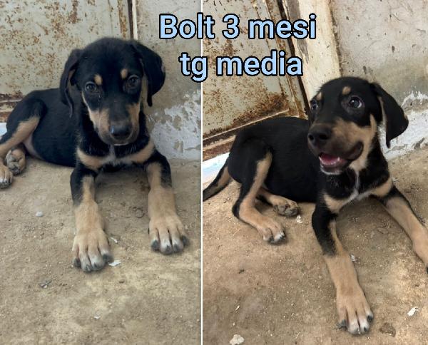 Cercasi adozioni per questi cuccioli  Foto 8