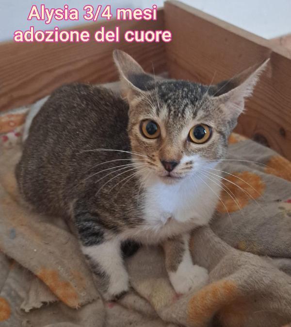 MICINI SENZA SPERANZE  Foto 9