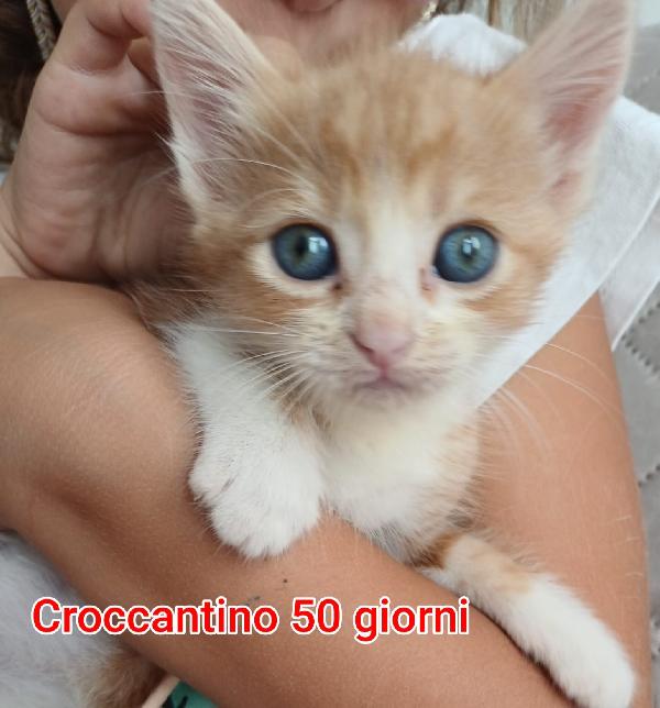 MICINI SENZA SPERANZE  Foto 10