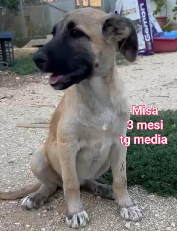 AIUTATE QUESTI CUCCIOLI  Foto 10