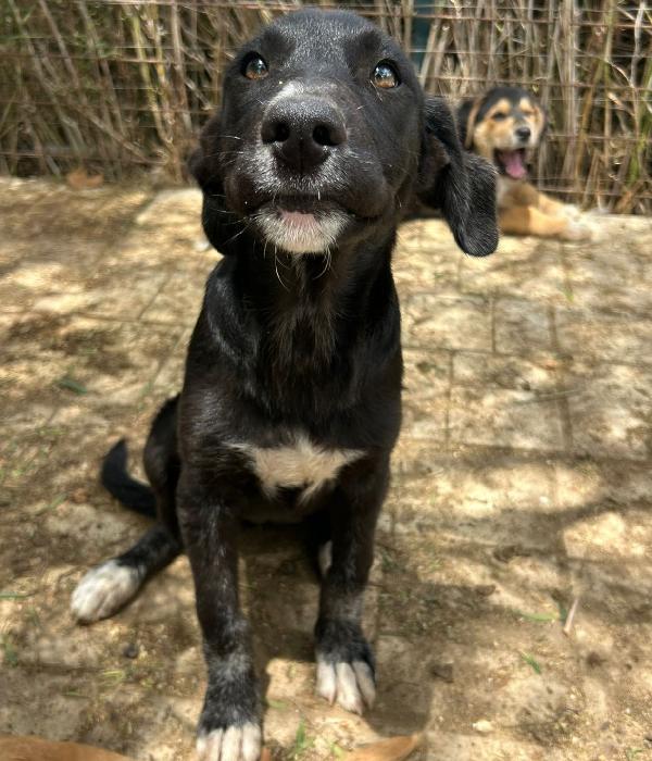 Pimpa, 4 mesi scura e invisibile  Foto 2
