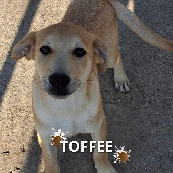 Toffee🎀🏩♥️