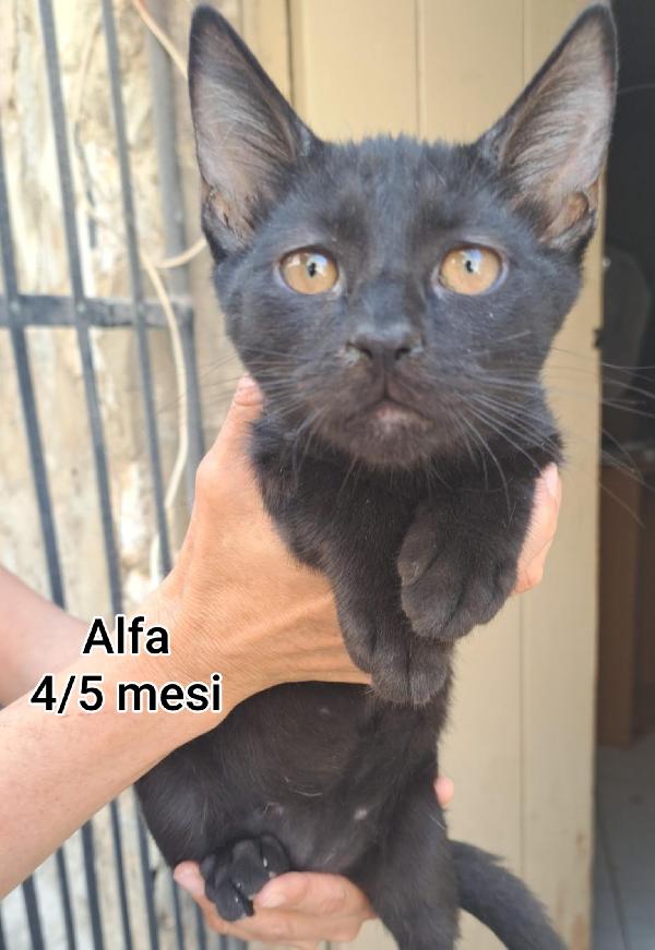 GATTINI: SIAMO AL COLLASSO!!! Foto 9