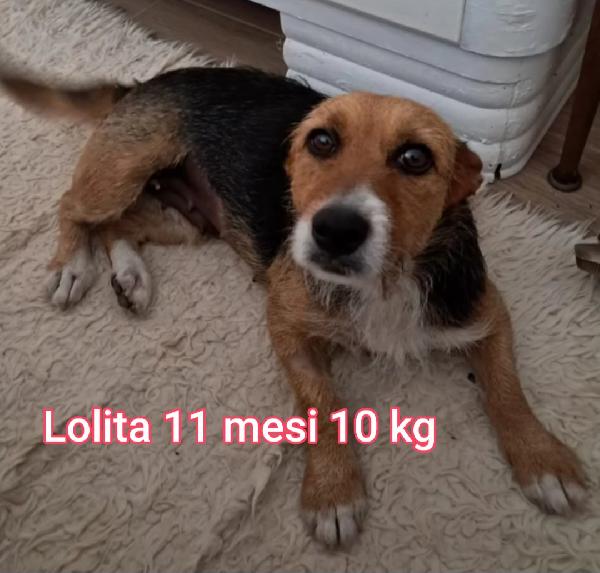 TAGLIE PICCOLE / CONTENUTE  Foto 2