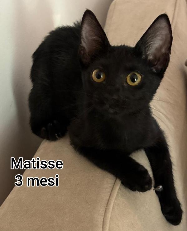 Telefona per salvare un micio Foto 2