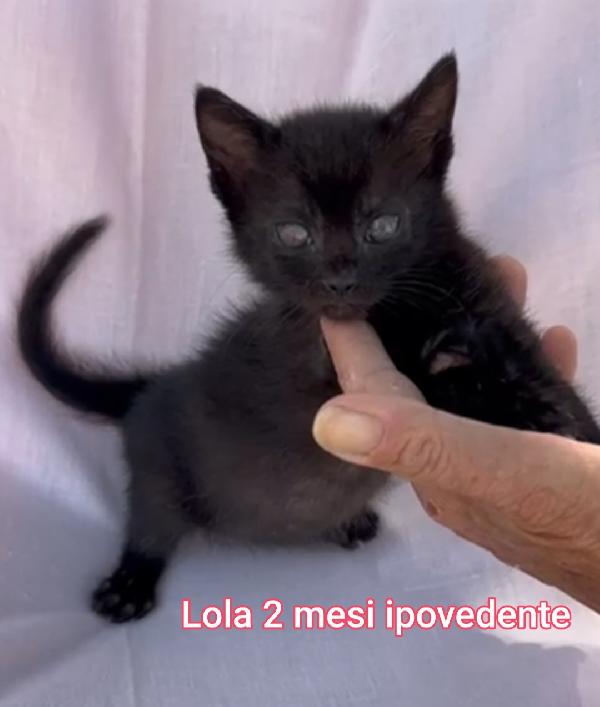 Telefona Per Salvare Un Micio