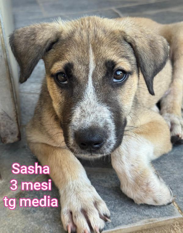 3 mesi: teneri cucciolini soli  Foto 2