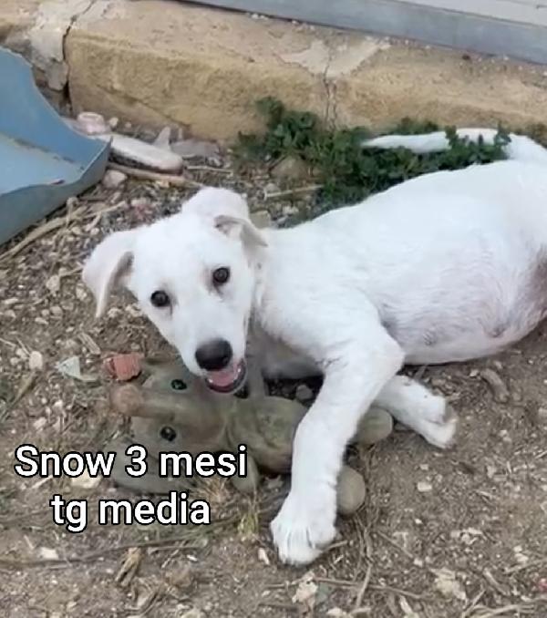 3 mesi: teneri cucciolini soli  Foto 3